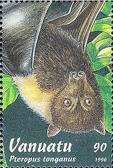 Pacific Flying Fox (Pteropus tonganus)