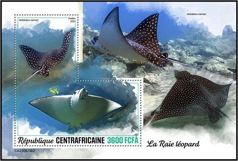Aetobatus narinari