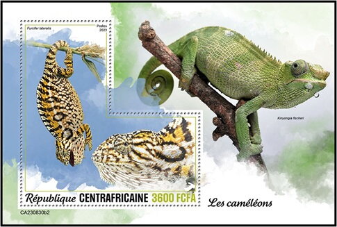 Furcifer lateralis