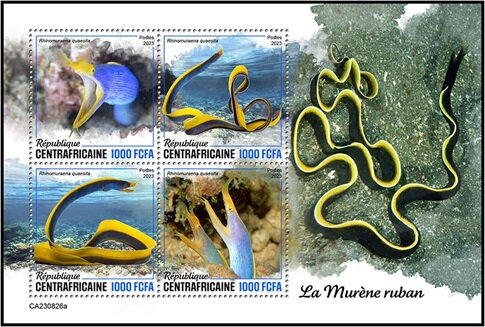 Ribbon Eel