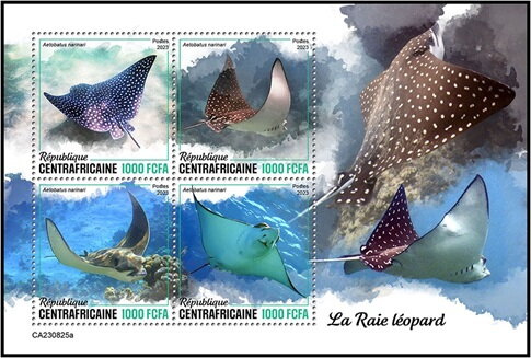 Spotted Eagle Ray