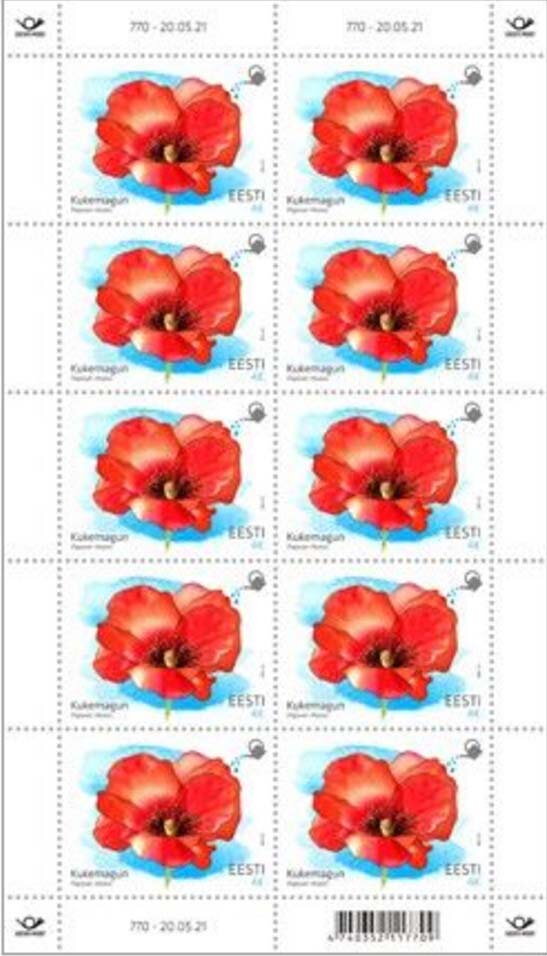 Common Poppy (Papaver rhoeas)