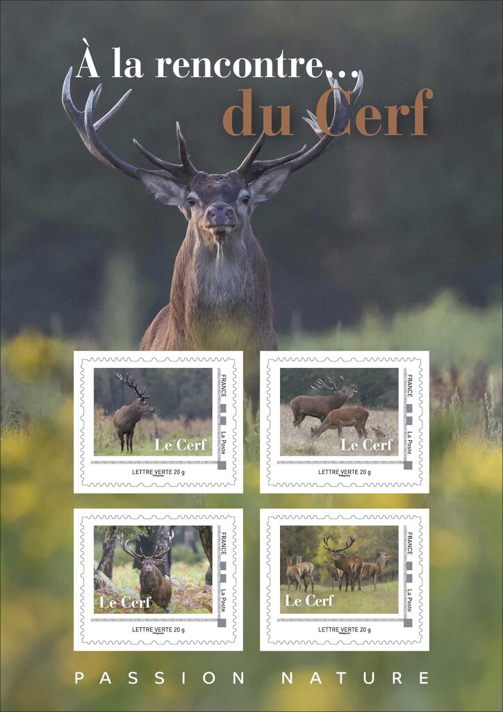 Deer