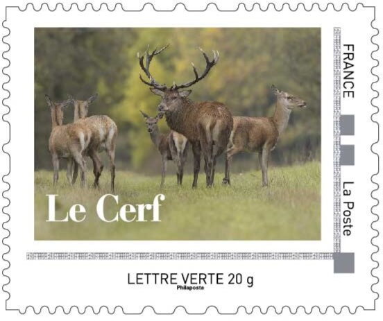 Herd of Deer