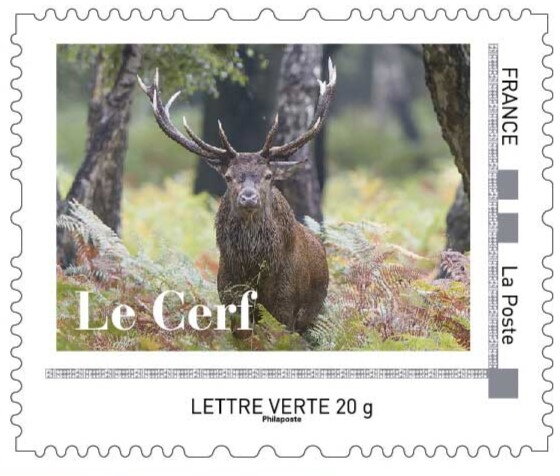 Stag from the front