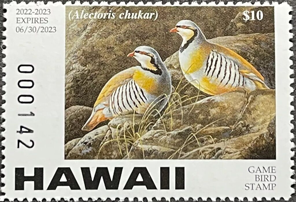 Chukar partridge (Alectoris chukar)
