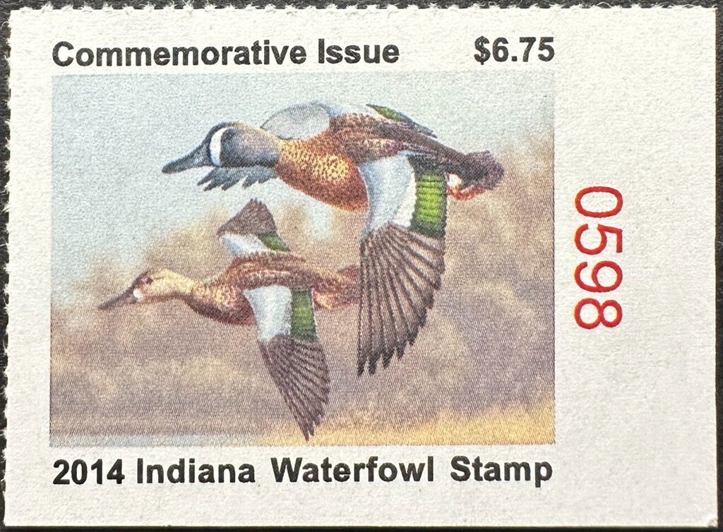 Blue-winged teal (Spatula discors)