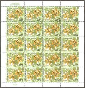 Full Pane, Dalmatian Laburnum (Petteria ramentacea), Montenegro,  , Flowers, Plants (Flora)