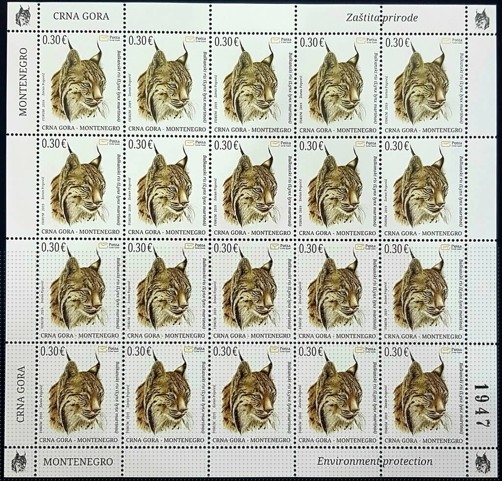 Lynx (Lynx lynx)