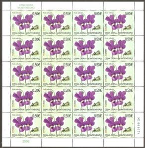 Full Pane, Nikolai Violet (Viola Nikolai), Montenegro,  , Flowers, Plants (Flora)