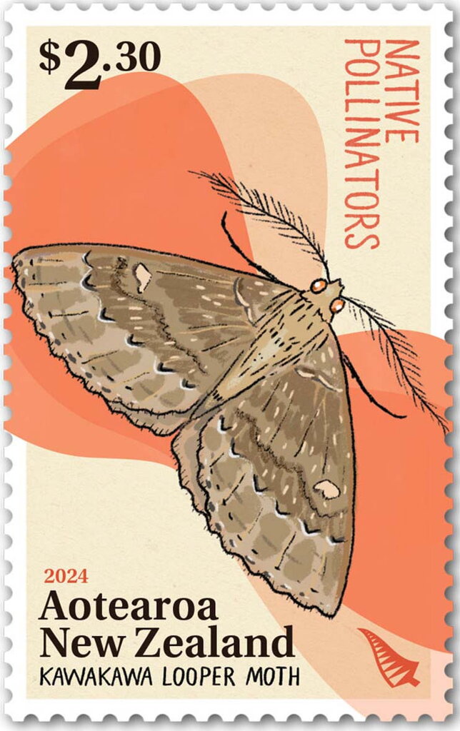Kawakawa Looper Moth (Cleora scriptaria)