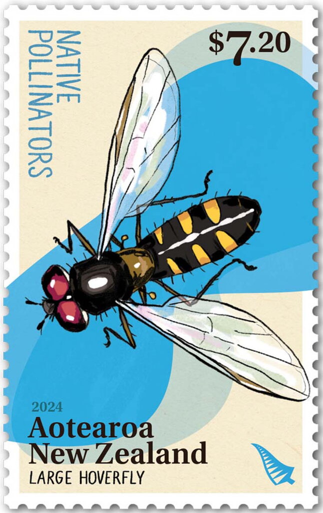 Large Hoverfly (Melangyna novaezelandiae)