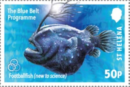 Footballfish (Himantolophus sp)