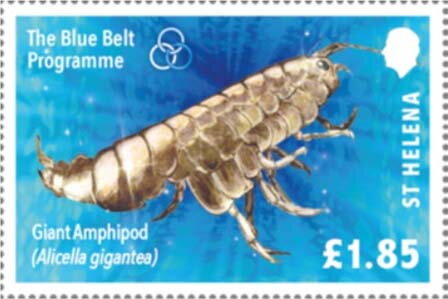 Giant Amphipod (Alicella gigantea)