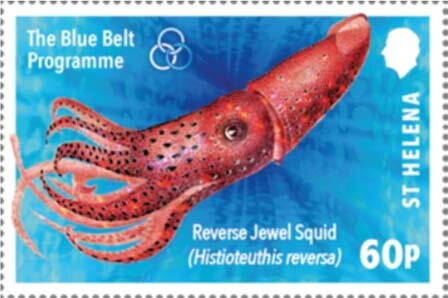 Reverse Jewel Squid (Histioteuthis reversa)