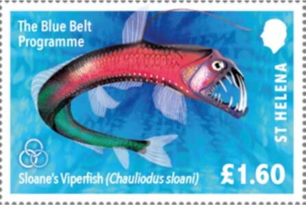 Sloane's Viperfish (Chauliodus sloani)