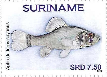 Aphrendoderus sayanus