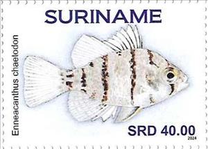 Stamp, Enneacanthus chaetodon, Suriname,  , Fishes