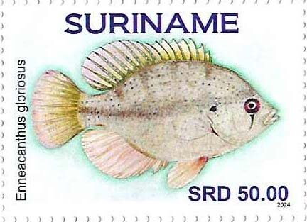 Enneacanthus gloriosus
