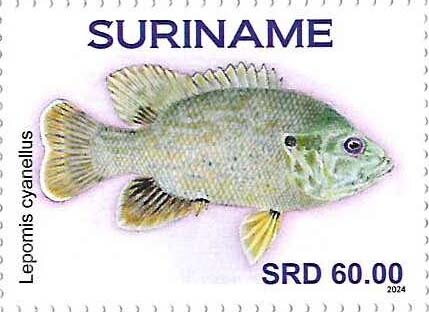 Lepomis cyanellus