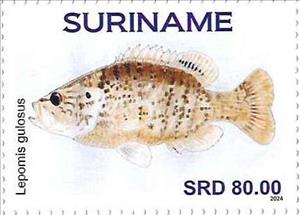 Stamp, Lepomis gulosus, Suriname,  , Fishes