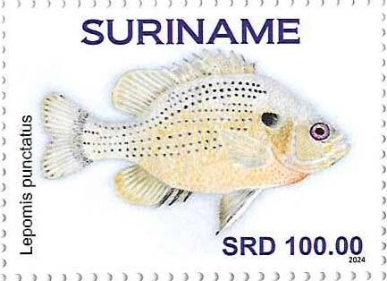 Lepomis punctatus