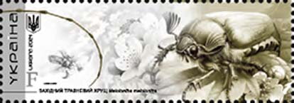 Common Cockchafer (Melolontha melolontha)