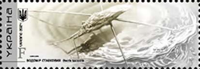 Common Water Strider (Gerris lacustris)
