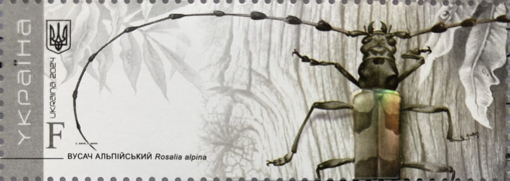 Rosalia Longicorn (Rosalia alpina)