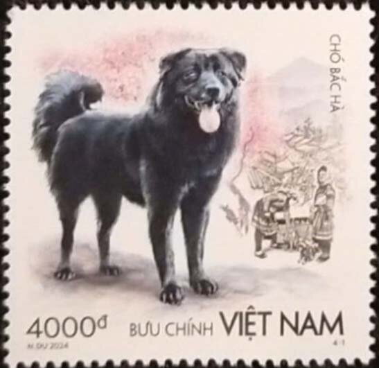 Bắc Hà Breed