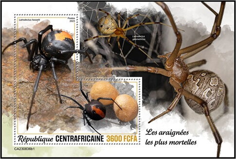 Latrodectus hasselti