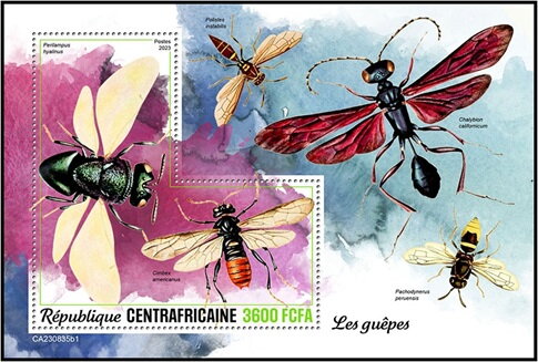 Perilampus hyalinus and Cimbex americanus