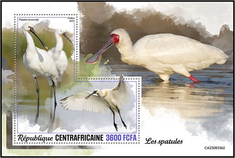 Platalea leucorodia