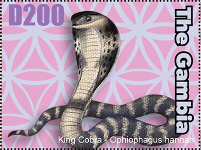 King Cobra (Ophiophagus hannan)