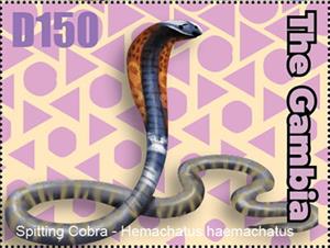Stamp, Spitting Cobra (Hemachatus haemachalus), Gambia,  , Animals (Fauna), Reptiles, Snakes