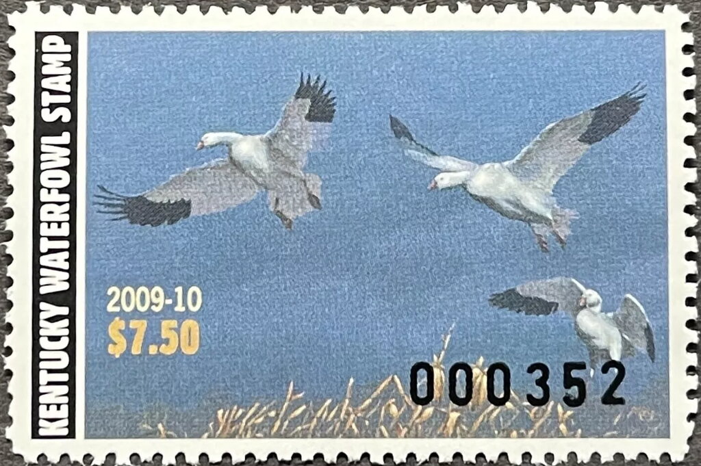 Snow goose (Anser caerulescens)