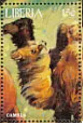 Camels