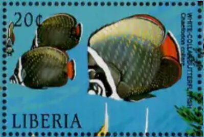 Chaetodon collare