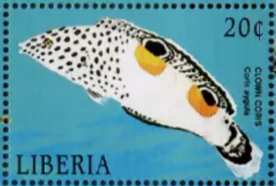 Coris aygula