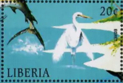 Egretta alba