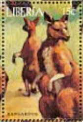 Kangaroos