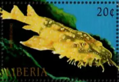 Stamp, Orectolobus sp., Liberia,  , Animals (Fauna), Fishes, Sea Life