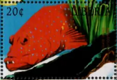 Othos dentex
