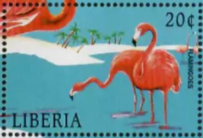 Phoenicopterus ruber