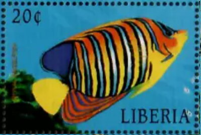 Pomacanthus imperator