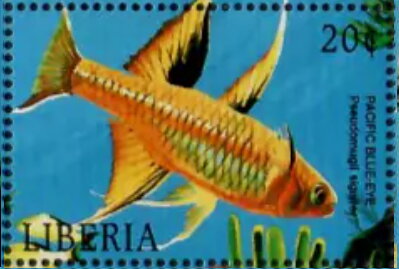 Pseudomugil signifer