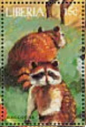 Raccoons