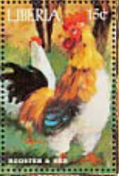 Rooster and hen
