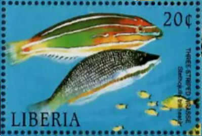 Stethojulis trilineata