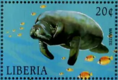 Stamp, Trichechus sp., Liberia,  , Animals (Fauna), Sea (Marine) Mammals, Sea Life